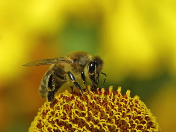 Европейская пчела, Apis mellifica на Helenium — стоковое фото