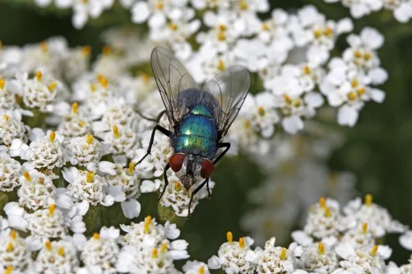 Greenglass fly, Lucilia sericata pe Yarrow, Achillea — Fotografie, imagine de stoc