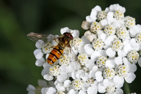 Reçel sineği, civanperçemi bloom syrphid anında — Stok fotoğraf