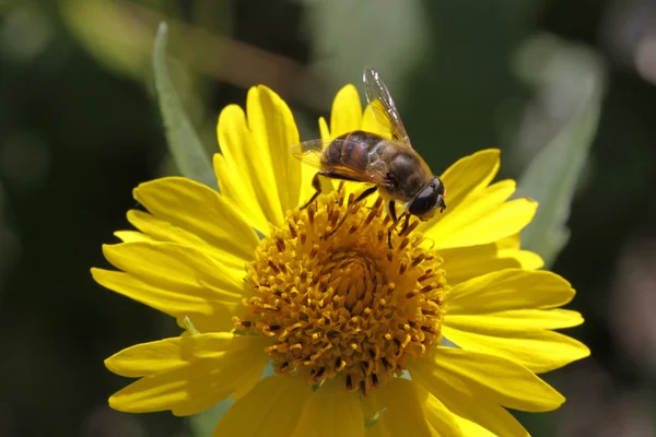 Syrphid μύγα (eristalis) στο κίτρινο λουλούδι στη Γερμανία, Ευρώπη — Φωτογραφία Αρχείου