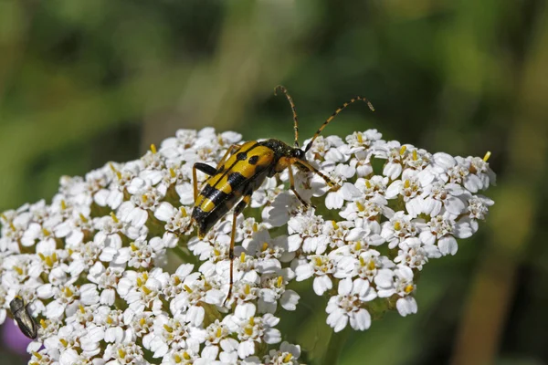 Strangalia maculata beetle na Krwawnik pospolity (Achillea) — Zdjęcie stockowe