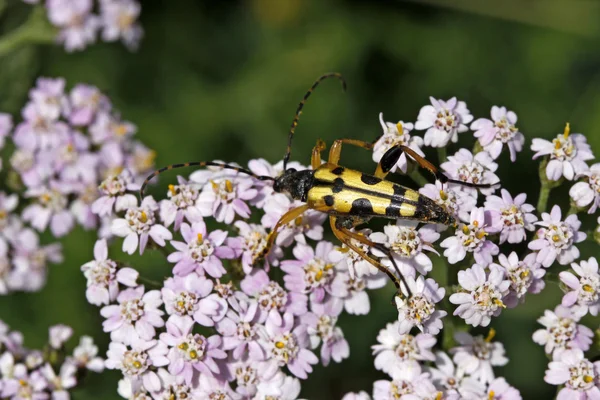 Strangalia maculata beetle na Krwawnik pospolity (Achillea) — Zdjęcie stockowe