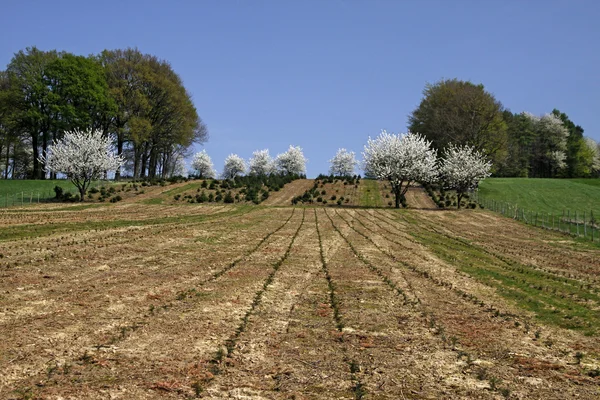 Cseresznye fák tavasszal, Hagen, Alsó-Szászország, Németország — Stock Fotó