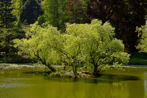 春には、ドイツでは柳と池の風景 — ストック写真