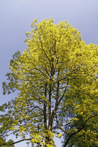 Acacia falsa, langosta negra, Robinia pseudoacacia —  Fotos de Stock