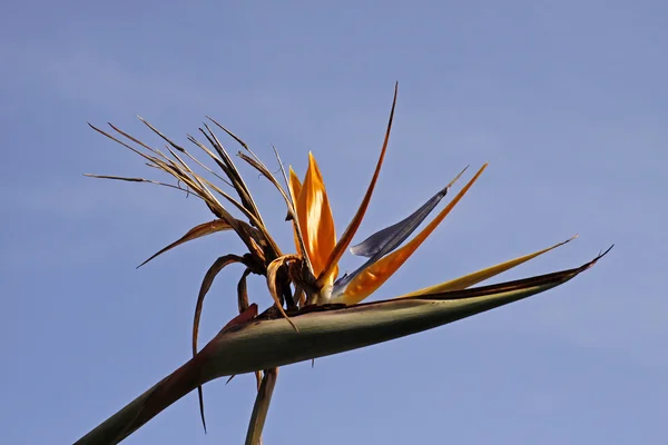 Strelitzia reginae, Crane Lily ou Pássaro do Paraíso flor — Fotografia de Stock