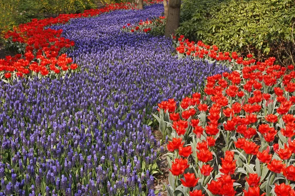 Jacintos azuis, Muscari com tulipas na primavera — Fotografia de Stock