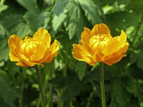 Trollius chinensis Rainha de Ouro, flor do globo chinês — Fotografia de Stock
