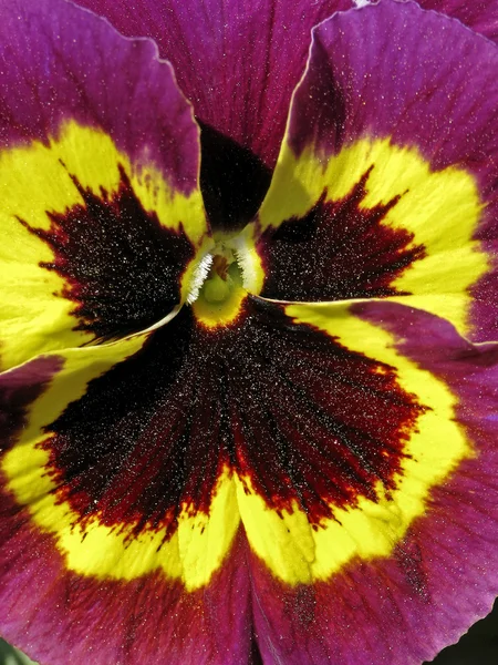 Jardim-Pansy na primavera, Viola wittrockiana, Pansy — Fotografia de Stock