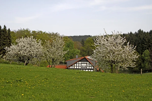 Jarní krajina s hrázděný dům, Německo — Stock fotografie