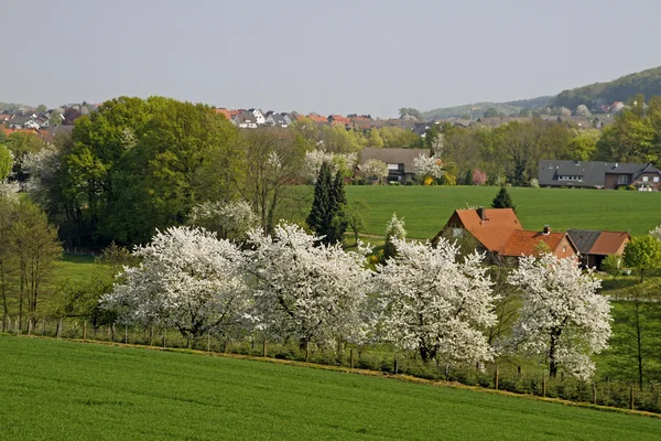 Frühlingslandschaft mit Kirschbäumen im April — Stockfoto