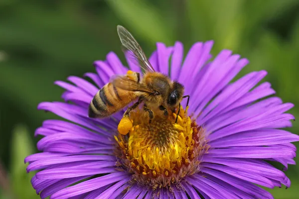 Európai mézelő méh a New England Aster Stock Kép