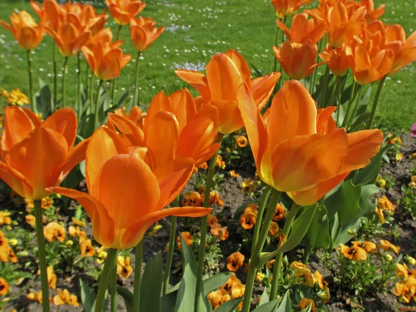 Tulipe sorte empereur orange, tulipe Fosteriana — Photo