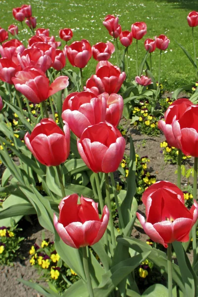 Tulip soort roze indruk, darwin hybride tulip — Stockfoto