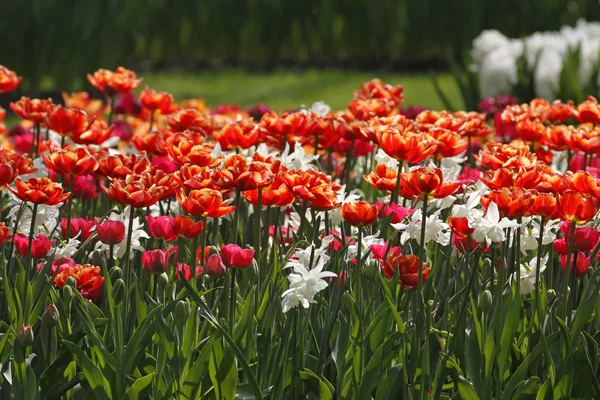 Mezcla de tulipanes con tulipanes rojos en Holanda, Europa — Foto de Stock
