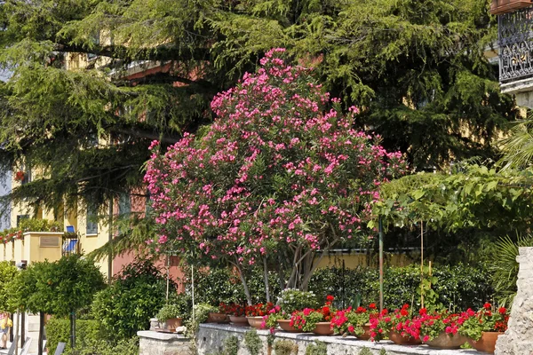 Sirmione, dom z oleander drzewo, Włochy, Europa — Zdjęcie stockowe