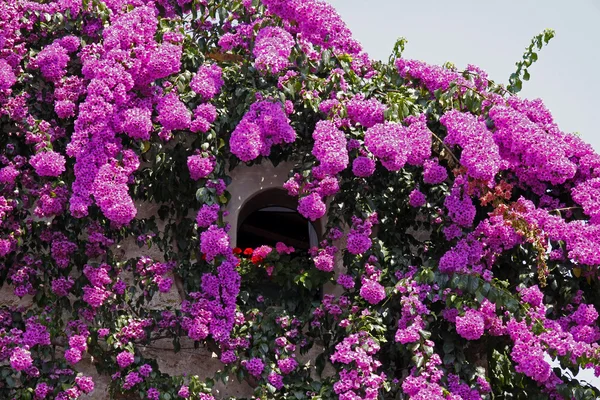 Sirmione, casa com flor de papel, Itália, Europa — Fotografia de Stock