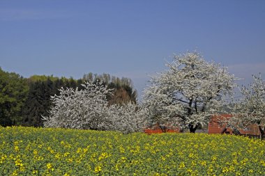 kiraz çiçekleri, yatay bahar. Almanya