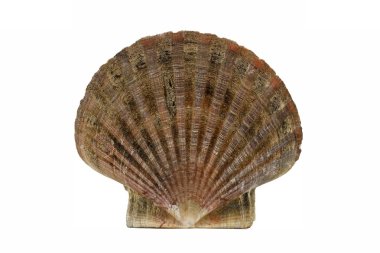 tarak shell, pecten maximus, büyük tarak