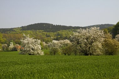 holperdorp, Almanya, Nisan ayında kiraz çiçeği