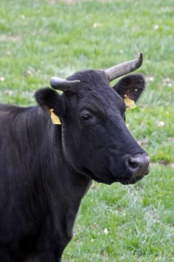 Cattle on a pasture in Germany, Europe clipart