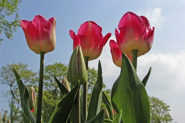 Zafer tulip tulip sıralama Bahçe partisi — Stok fotoğraf