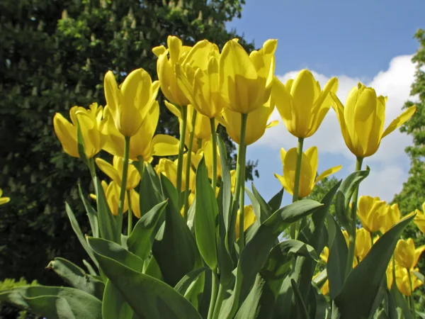Tulip Gelber Kaiser, Fosteriana tulipán — Stock Fotó