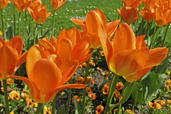 Tulipán řazení oranžové císař, plné Tulipán — Stock fotografie