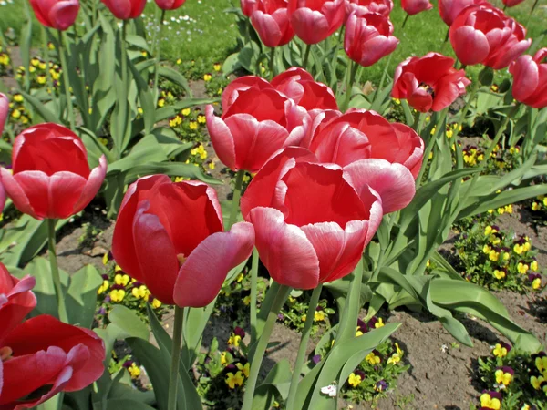 Tipo di tulipano Rosa Impressione, Tulipano ibrido Darwin — Foto Stock