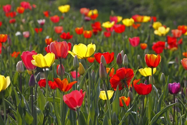 Tulipán směs v jaře, Německo, Evropa — Stock fotografie