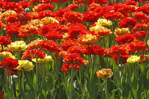 Mezcla de tulipanes con tulipanes amarillos y rojos, Países Bajos —  Fotos de Stock