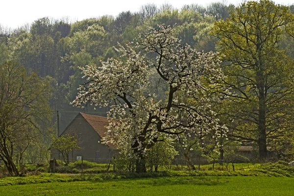 Ανοιξιάτικο τοπίο με αγρόκτημα και κεράσι δέντρα τον Απρίλιο — Φωτογραφία Αρχείου