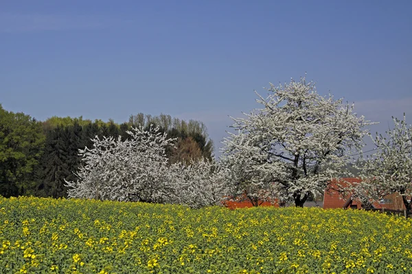 Весенний пейзаж с сакурой. Германия — стоковое фото