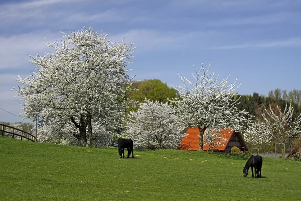 Paesaggio primaverile per i fiori di ciliegio, Germania — Foto Stock