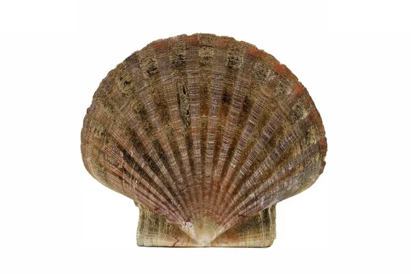 Scallop shell, Pecten maximus, Great scallop — Stock Photo, Image