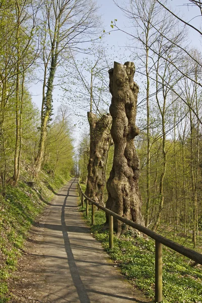 Vandringsled med gamla träd stubbar i Niedersachsen, Tyskland — Stockfoto