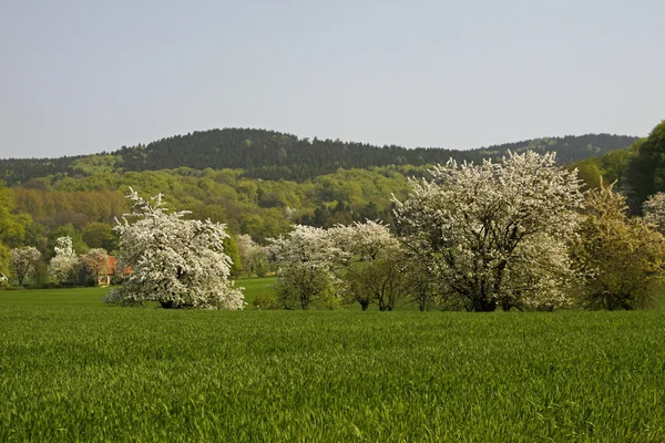 Вишня цвітіння у квітні в Holperdorp, Німеччина — стокове фото