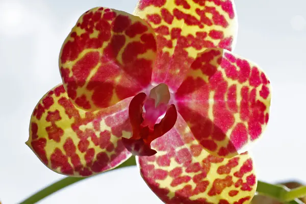 Phalaenopsis hibrit orkide — Stok fotoğraf