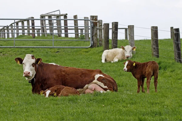 Vaca marrón con cara blanca y ternero joven en Alemania —  Fotos de Stock
