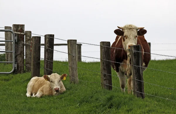 Ung kalv, åtskilda av ett staket på Tyskland, Europa — Stockfoto