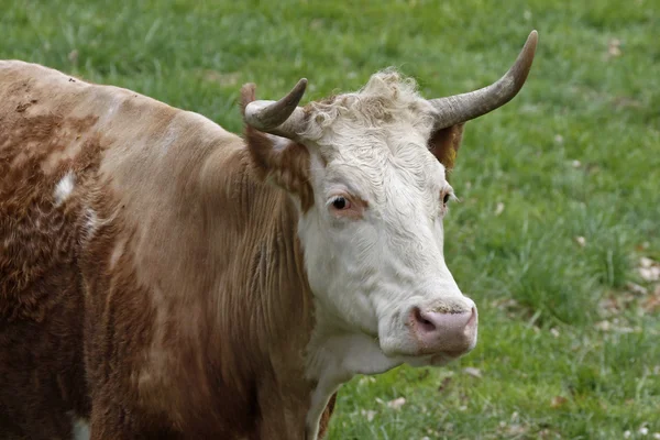Rinder auf einer Weide in Deutschland, Europa — Stockfoto