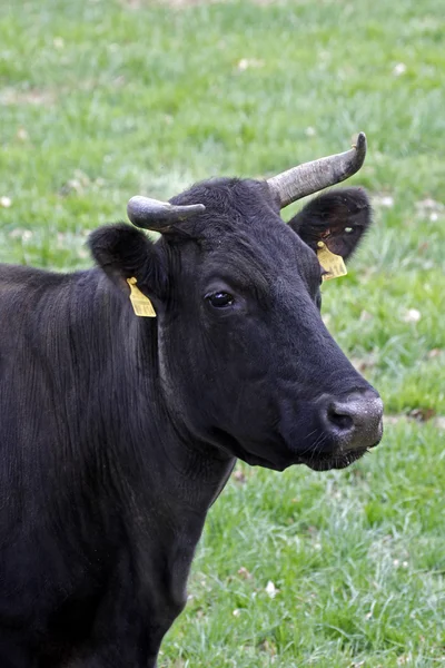 在德国，欧洲的牧场上的牛 — 图库照片