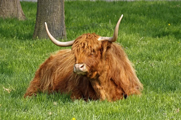 Highland великої рогатої худоби, Kyloe - м'ясної худоби з довгим роги — стокове фото