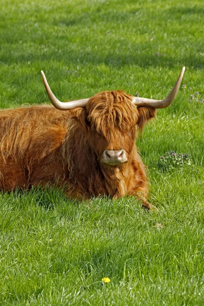 Highland Ganado, Kyloe - Ganado de res con cuernos largos — Foto de Stock