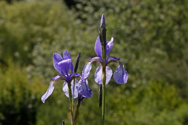 Iris sibirica, sibirian iris w wiosnę, Niemcy, Europa — Zdjęcie stockowe