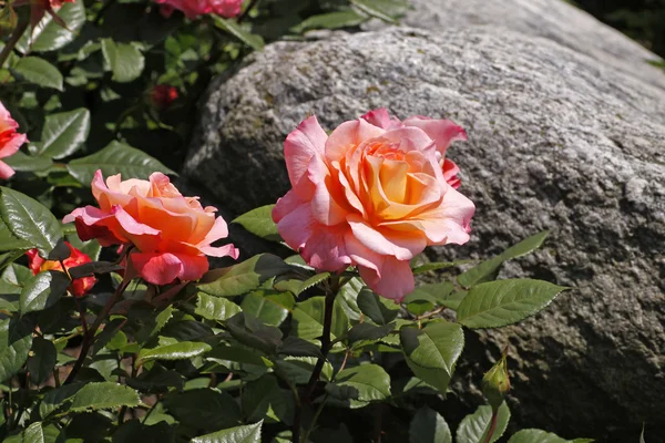 Vaaleanpunainen ruusu kivellä Saksassa, Euroopassa — kuvapankkivalokuva