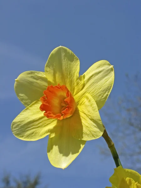 Solteira flor de um narciso amarelo na primavera, Alemanha — Fotografia de Stock