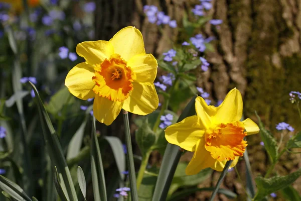 Lírios emprestados, Daffodils with and Forget-me-not in spring, Alemanha, Europa — Fotografia de Stock