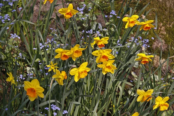 Uitgeleend lelies, gele narcissen met en forget-me-not in voorjaar, Duitsland, Europa — Stockfoto