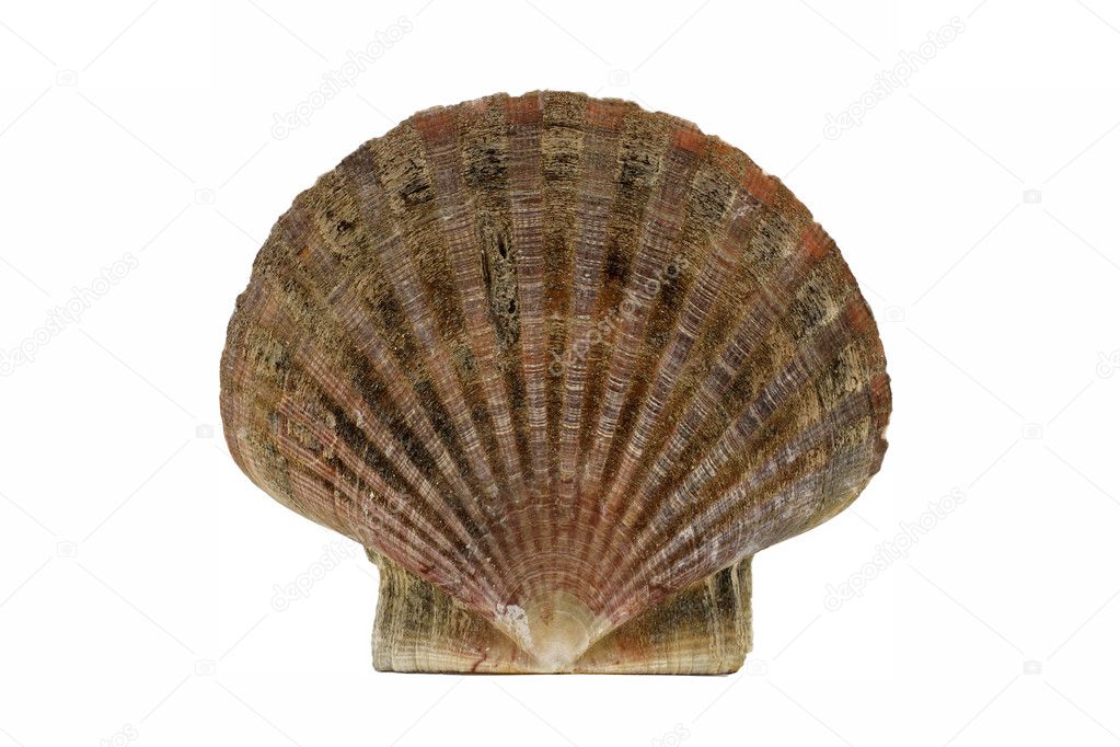 Scallop shell, Pecten maximus, Great scallop